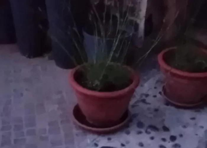 Nastanitev v družini Lovely In Rose Resort,