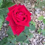 Lovely In Rose Resort, Проживание в семье Любляна