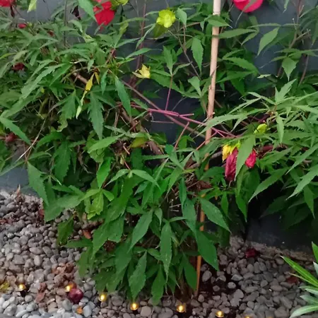 Lovely In Rose Resort, * Λιουμπλιάνα