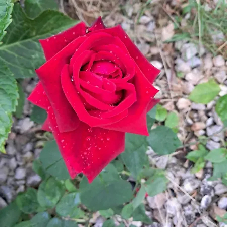 Lovely In Rose Resort, בית אירוח לובליאנה