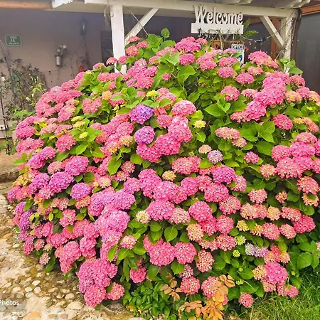 Lovely In Rose Resort, לובליאנה