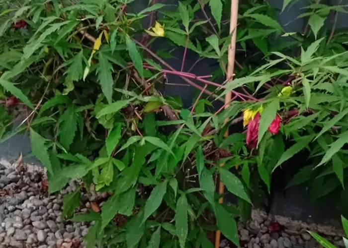 Lovely In Rose Resort, * Liubliana