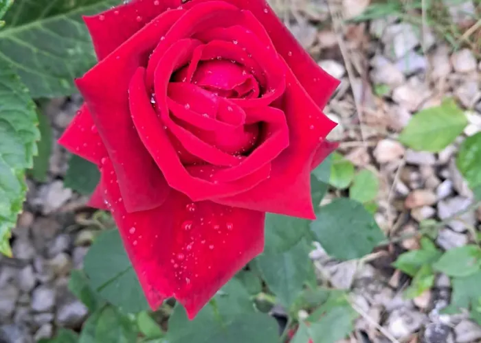 Lovely In Rose Resort, Quarto em Acomodações Particulares Liubliana